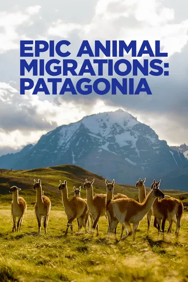 Epic Animal Migrations: Patagonia